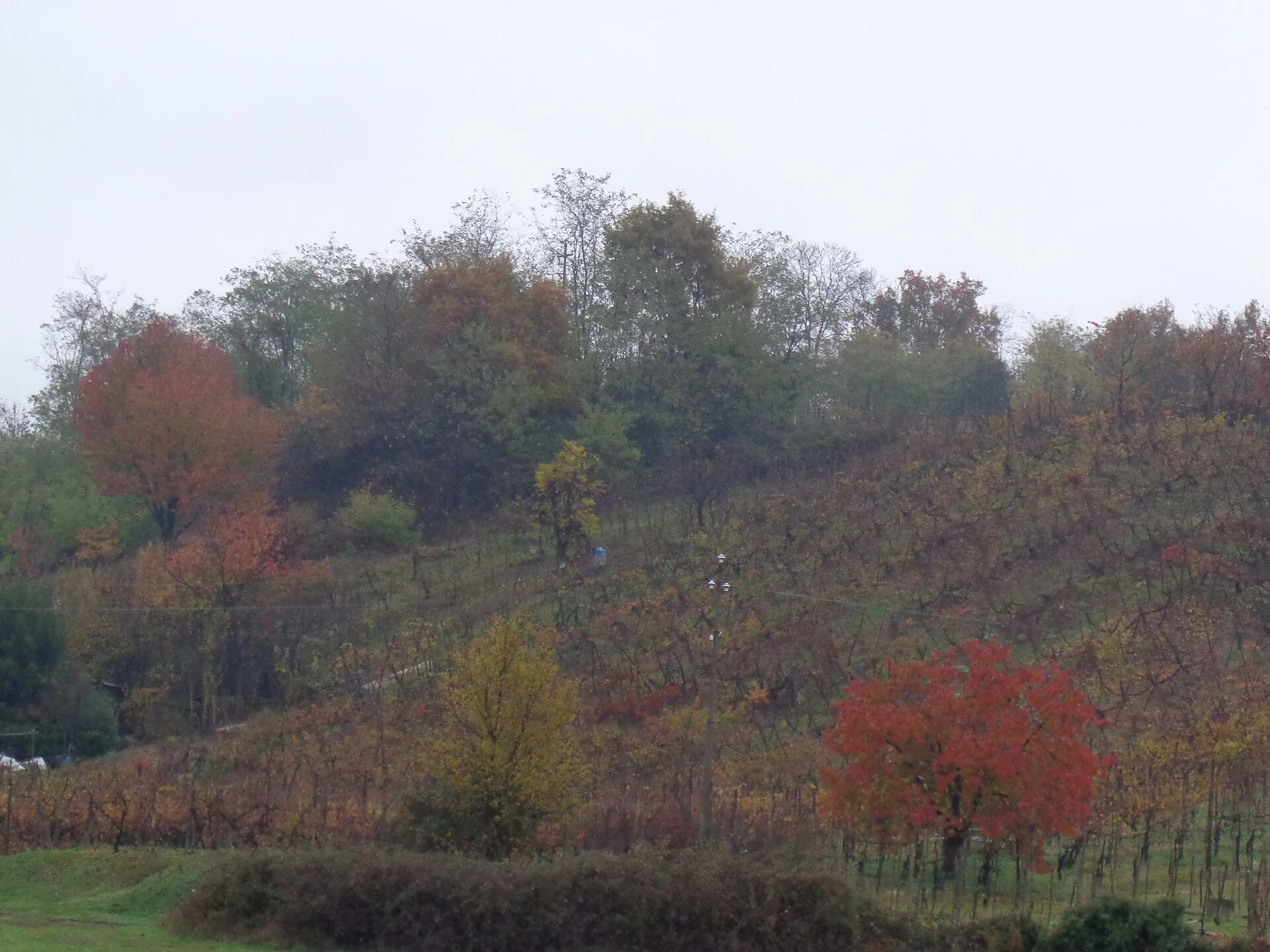 Vigneti sulle colline di Ghemme in autunno
