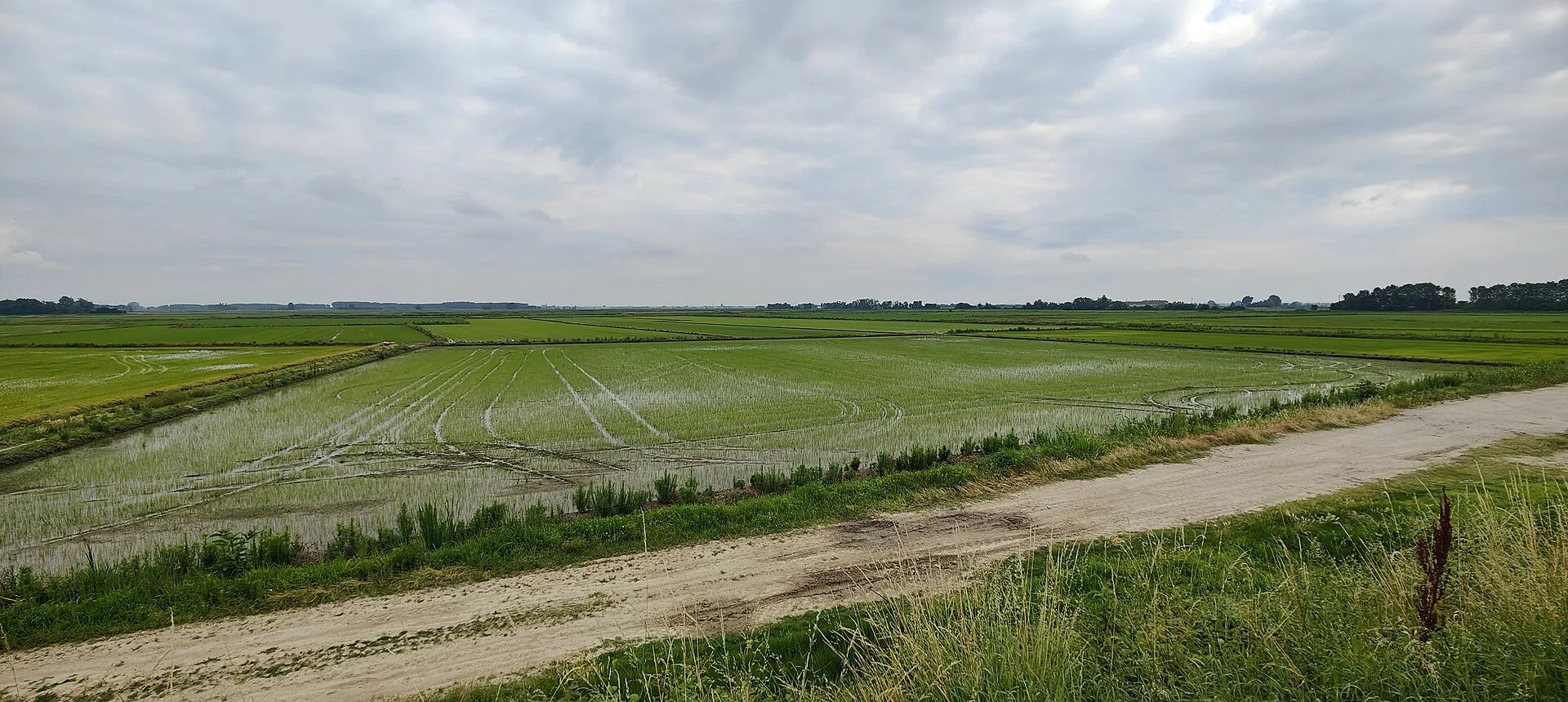 Una risaia della pianura piemontese con l'acqua e il cielo nuvoloso